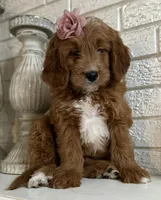 Mini Female 2- Gigi, a female Goldendoodle for sale in Denton, TX – 2 of 6