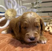 Mini Female 2- Gigi, a female Goldendoodle for sale in Denton, TX – 5 of 6