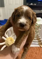 Mini Female 5- Barbara Jean, a female Miniature Goldendoodle for sale in Denton, TX – 5 of 7