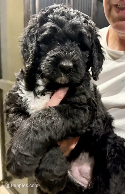 Buzz – Bernedoodle puppy for sale in Edmond, OK