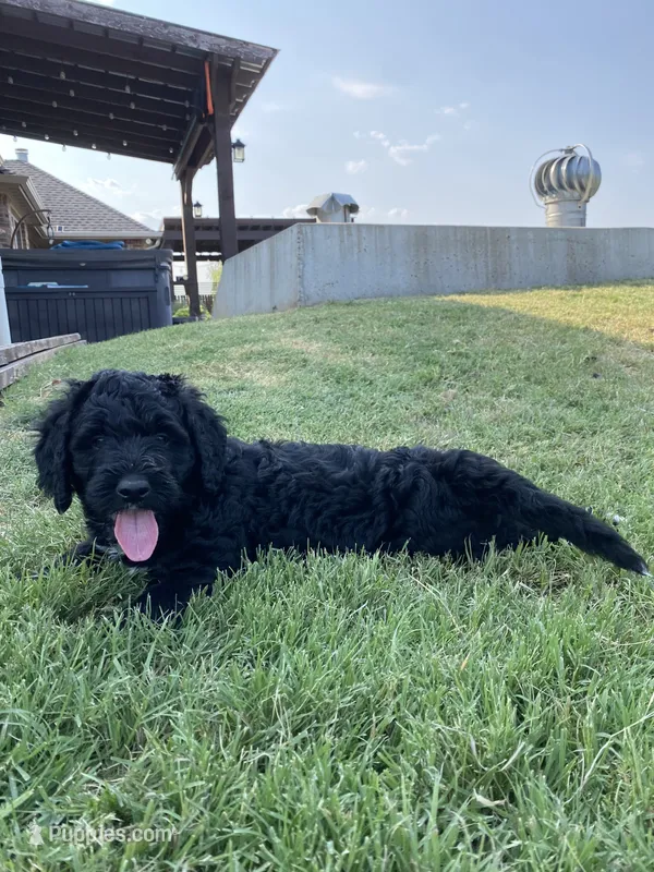 Buzz – Bernedoodle puppy for sale in Edmond, OK