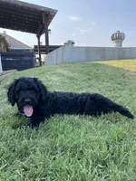 Buzz, a male Bernedoodle for sale in Edmond, OK – 1 of 4