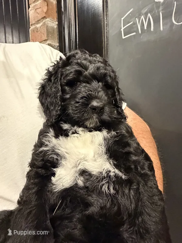 Emily – Bernedoodle puppy for sale in Edmond, OK