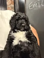 Emily, a female Bernedoodle for sale in Edmond, OK – 1 of 4