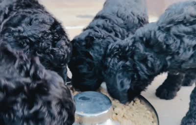 Buzz, a male Bernedoodle for sale in Edmond, OK – 2 of 3