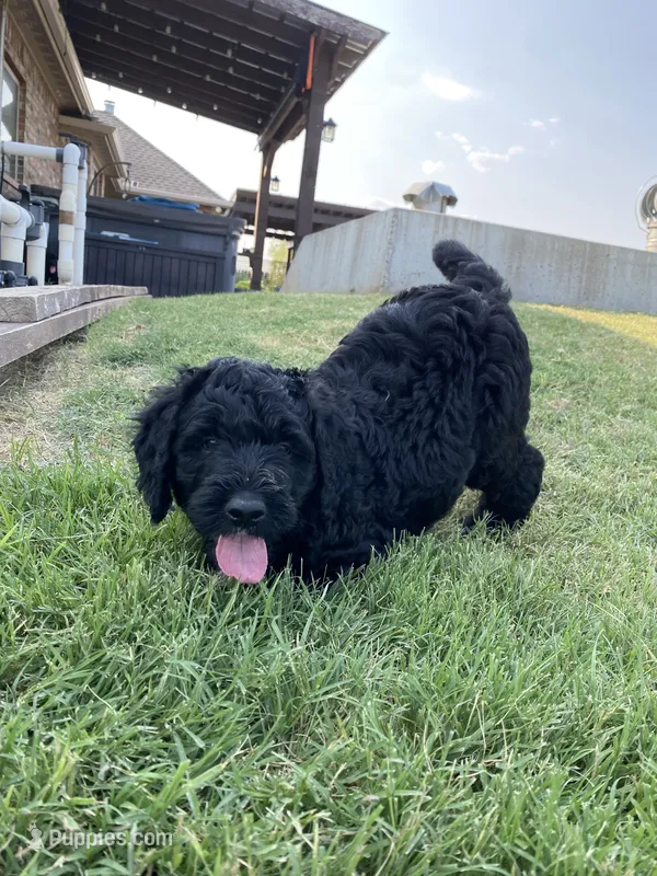 Blaze – Bernedoodle puppy for sale in Edmond, OK