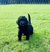 Jessie , a female Bernedoodle for sale in Edmond, OK – 1 of 2