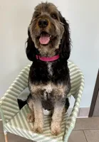Buzz, a male Bernedoodle for sale in Edmond, OK – 3 of 3