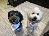 Emily, a female Bernedoodle for sale in Edmond, OK – 3 of 4