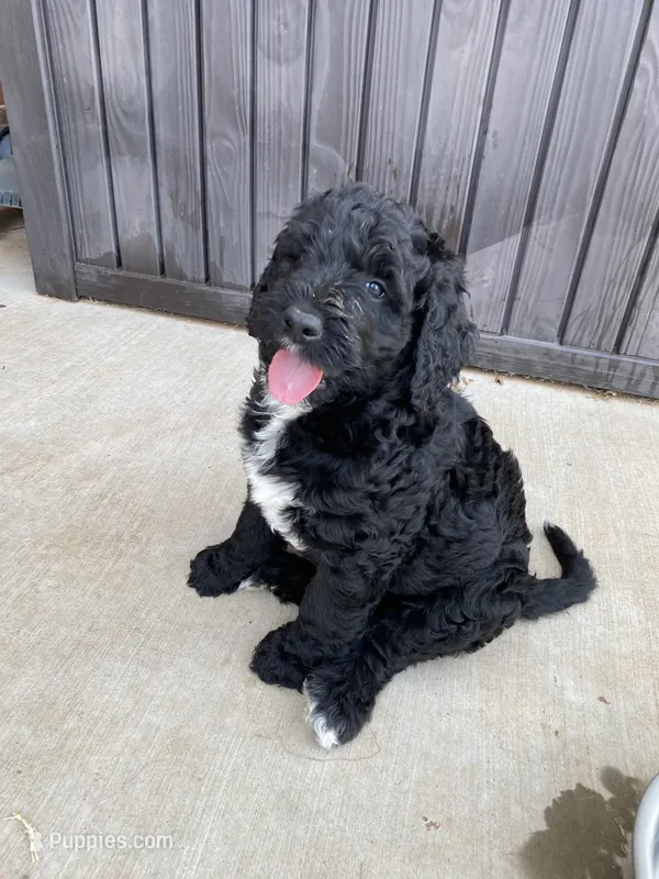 Bonnie  – Bernedoodle puppy for sale in Edmond, OK