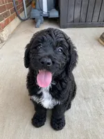 Bonnie , a female Bernedoodle for sale in Edmond, OK – 2 of 2