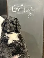 Emily, a female Bernedoodle for sale in Edmond, OK – 2 of 4