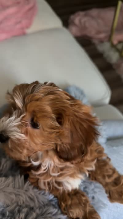 Delaney, a female Cavapoo for sale in Columbus Grove, OH – 1 of 4