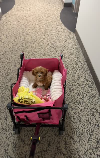 Delaney, a female Cavapoo for sale in Columbus Grove, OH – 4 of 4