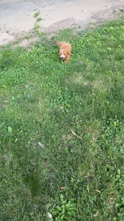 Delaney, a female Cavapoo for sale in Columbus Grove, OH – 3 of 4