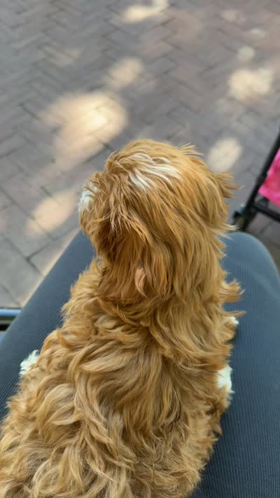 Delaney, a female Cavapoo for sale in Columbus Grove, OH – 2 of 4