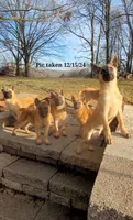 Butters, a male Belgian Malinois for sale in Springfield, MO – Photo 1 of 3