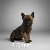 Belethor, a male Belgian Malinois for sale in Springfield, MO – Photo 6 of 9
