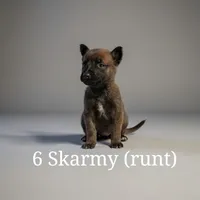 Belethor, a male Belgian Malinois for sale in Springfield, MO – Photo 8 of 9