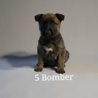 Belethor, a male Belgian Malinois for sale in Springfield, MO – Photo 5 of 9