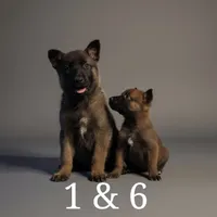 Belethor, a male Belgian Malinois for sale in Springfield, MO – Photo 7 of 9