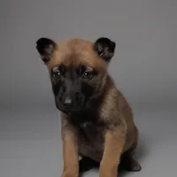 Belethor, a male Belgian Malinois for sale in Springfield, MO – Photo 3 of 9