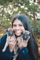 Zim, a male Belgian Malinois for sale in Springfield, MO – Photo 1 of 3