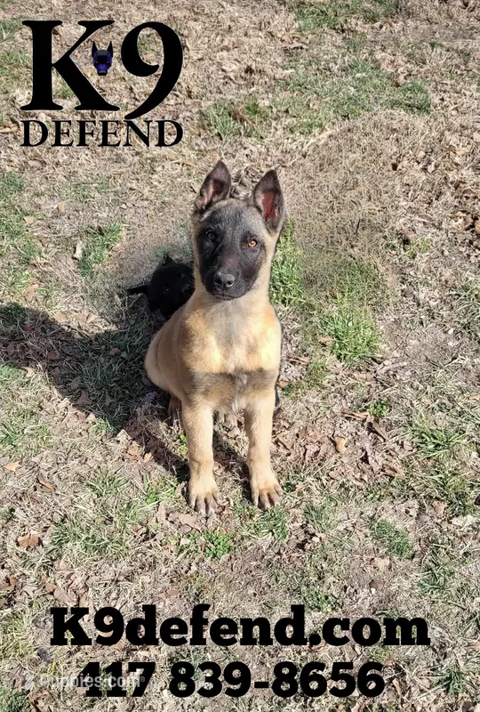 Kahless – Belgian Malinois puppy for sale in Springfield, MO