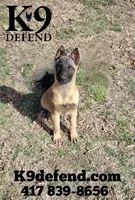 Kahless, a male Belgian Malinois for sale in Springfield, MO – 1 of 1