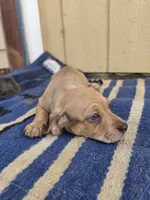 Herm, a male Dachshund and Pug for sale in Kersey, CO – 1 of 3