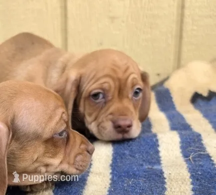 Deco – Dachshund, Pug puppy for sale in Kersey, CO