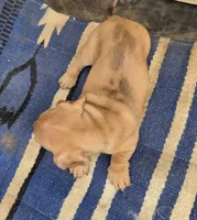 Moxi, a male Dachshund and Pug for sale in Kersey, CO – 4 of 5