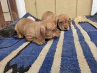 Twins : Moe & Joe, a male Dachshund and Pug for sale in Kersey, CO – 5 of 6