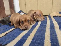 Twins : Moe & Joe, a male Dachshund and Pug for sale in Kersey, CO – 2 of 6