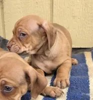 Deco, a male Dachshund and Pug for sale in Kersey, CO – 2 of 2