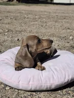 Copper, a female Miniature Dachshund for sale in Kersey, CO – 4 of 7