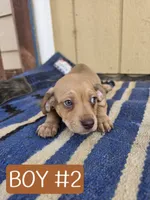Herm, a male Dachshund and Pug for sale in Kersey, CO – 2 of 3