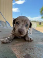 Jessie, a female Miniature Dachshund for sale in Kersey, CO – 3 of 4