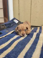Moxi, a male Dachshund and Pug for sale in Kersey, CO – 2 of 5