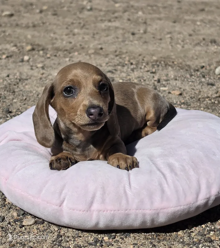 Copper – Miniature Dachshund puppy for sale in Kersey, CO