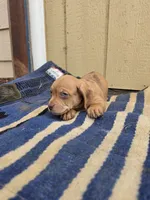 Moxi, a male Dachshund and Pug for sale in Kersey, CO – 5 of 5