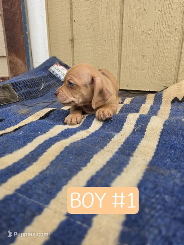 Moxi – Dachshund, Pug puppy for sale in Kersey, CO
