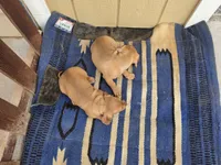Twins : Moe & Joe, a male Dachshund and Pug for sale in Kersey, CO – 6 of 6