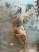Copper, a male Miniature Dachshund for sale in Kersey, CO – 2 of 3