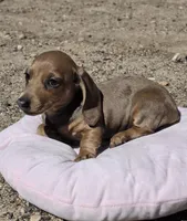 Copper, a female Miniature Dachshund for sale in Kersey, CO – 3 of 7
