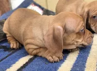 Mac, a male Dachshund and Pug for sale in Kersey, CO – 1 of 2