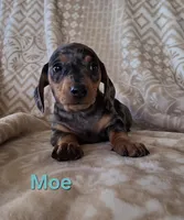 Moe, a male Dachshund for sale in Kersey, CO – Photo 1 of 3