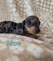 Moe, a male Dachshund for sale in Kersey, CO – Photo 2 of 3