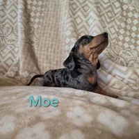 Moe, a male Dachshund for sale in Kersey, CO – Photo 3 of 3