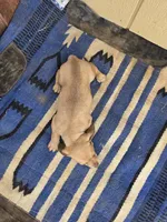 Herm, a male Dachshund and Pug for sale in Kersey, CO – 3 of 3